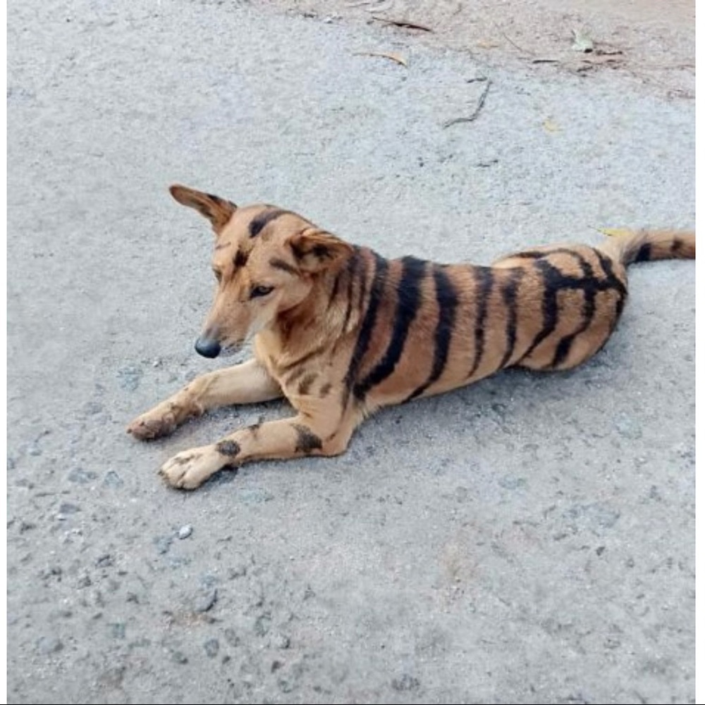Tiger 🐯 - Picture 4 of 5